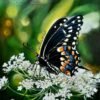 The butterfly